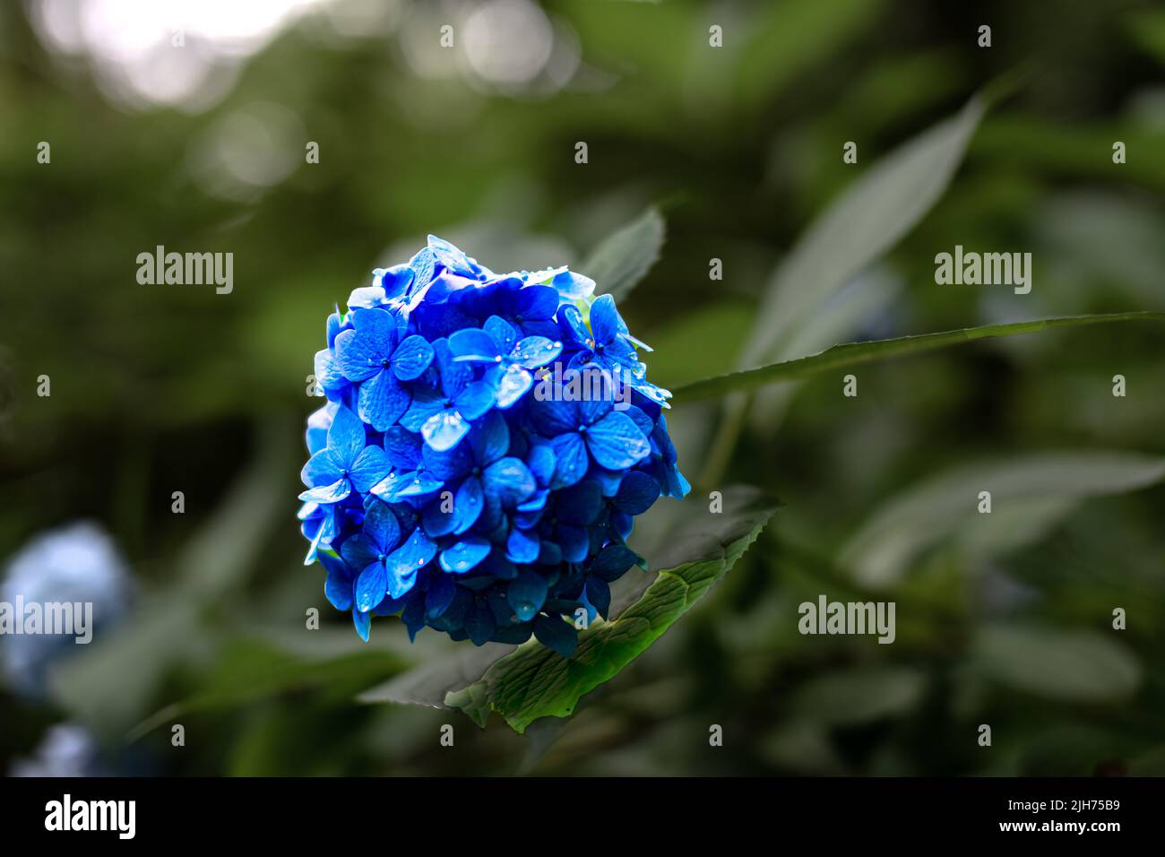 Blue flower in Atlanta garden Stock Photo