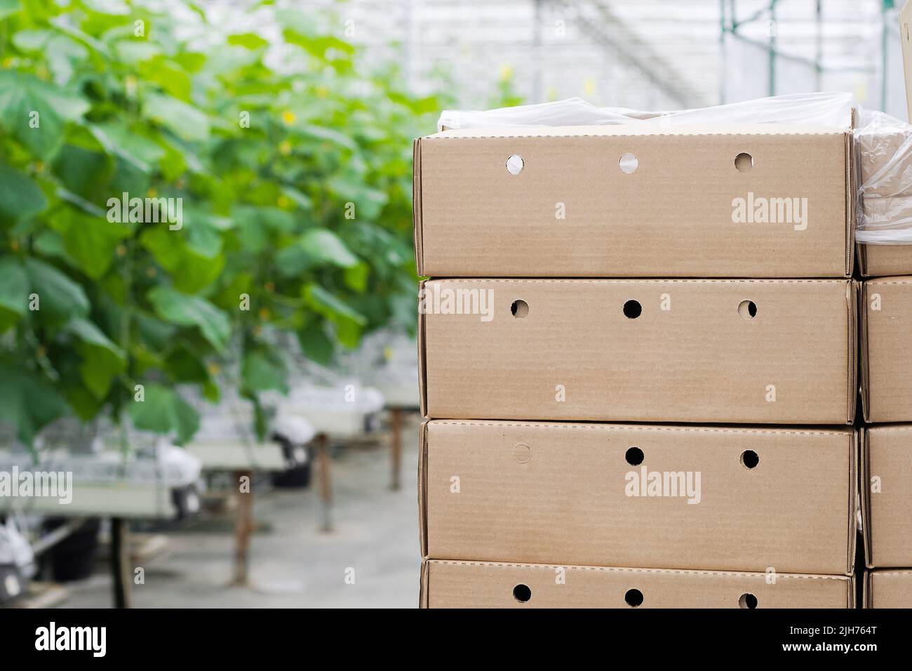 Boxes with fresh ripe cucumber. Organic food and vegetables. Healthy