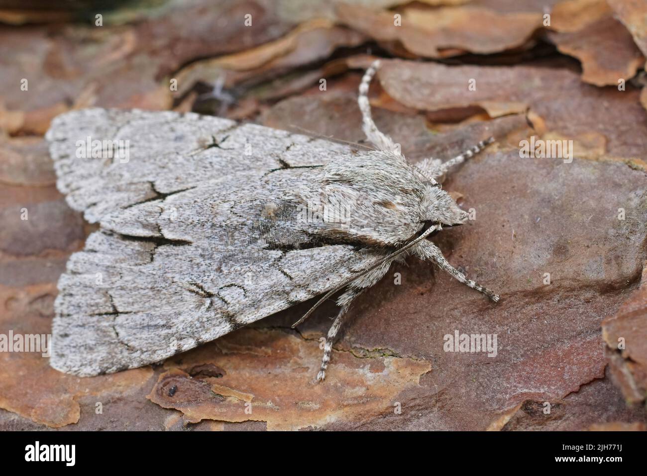 Dark dagger moth hi-res stock photography and images - Alamy