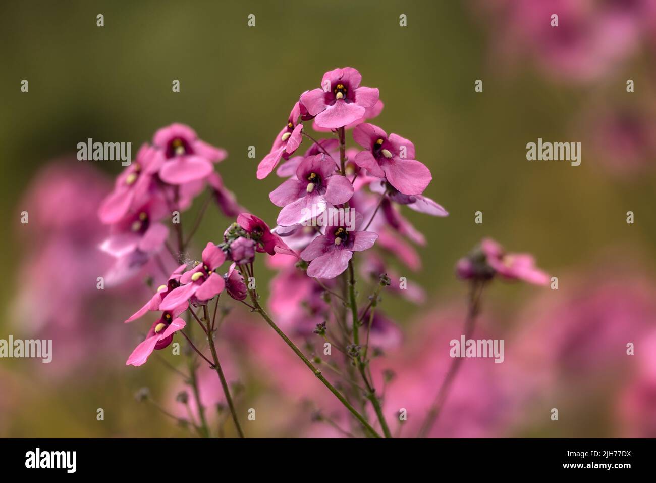 Closeup of pink flowers of Diascia personata in a garden in summer Stock Photo