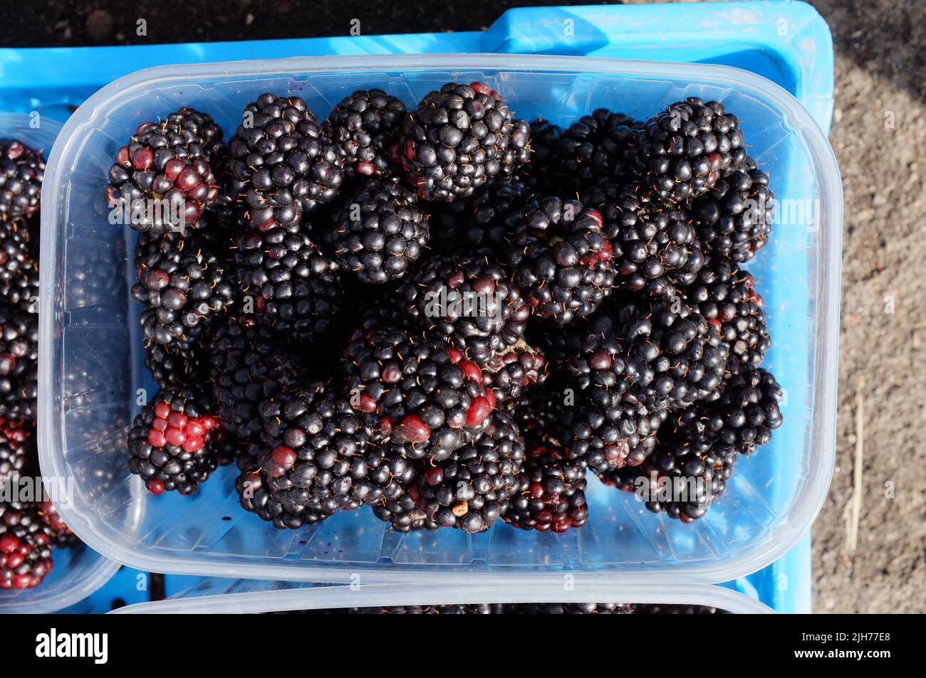 Container of blackberries hi-res stock photography and images - Alamy