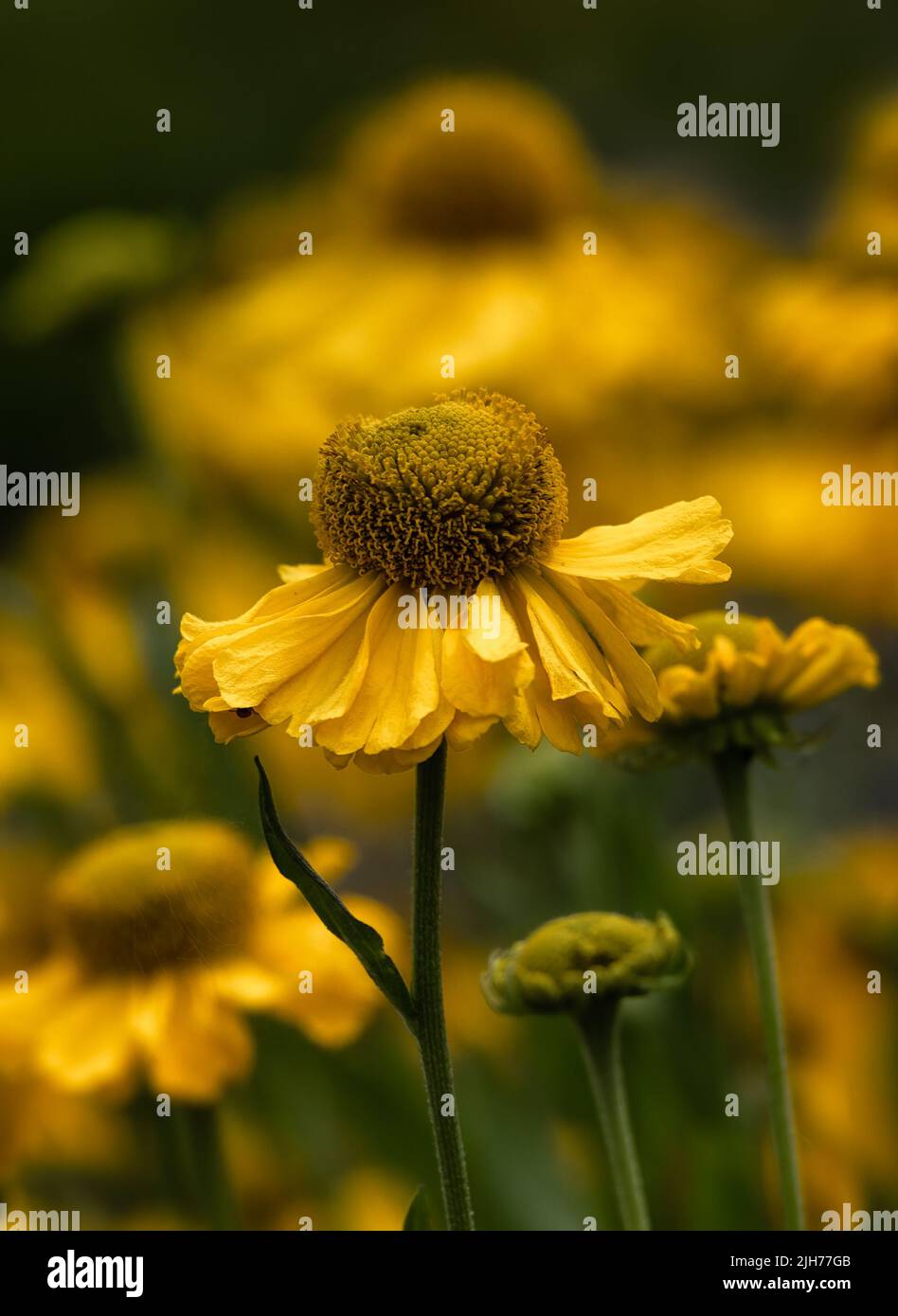 Closeup of flowers of Helenium 'Pumilum Magnificum' in a garden in summer Stock Photo