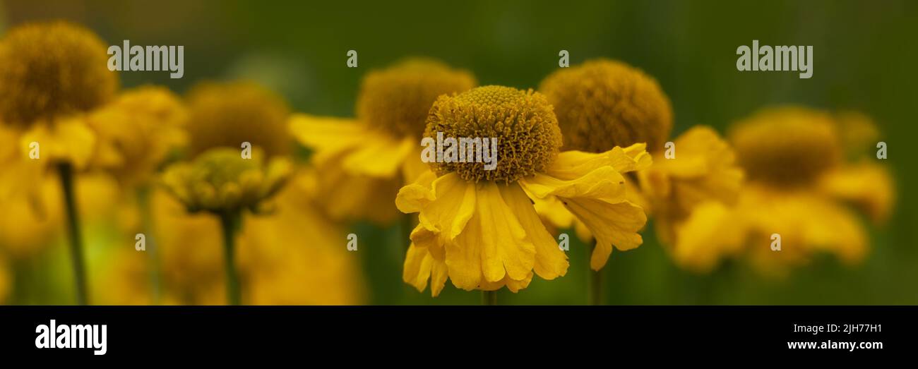 Panorama of flowers of Helenium 'Pumilum Magnificum' in a garden in summer Stock Photo