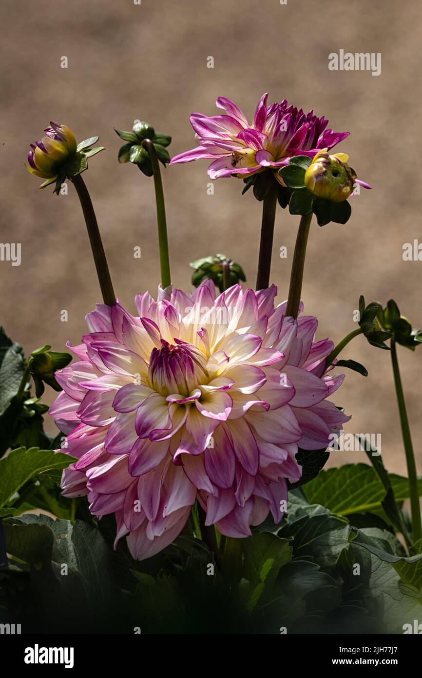 Closeup of flowers of Dahlia 'Sincerity' in a garden in summer Stock Photo