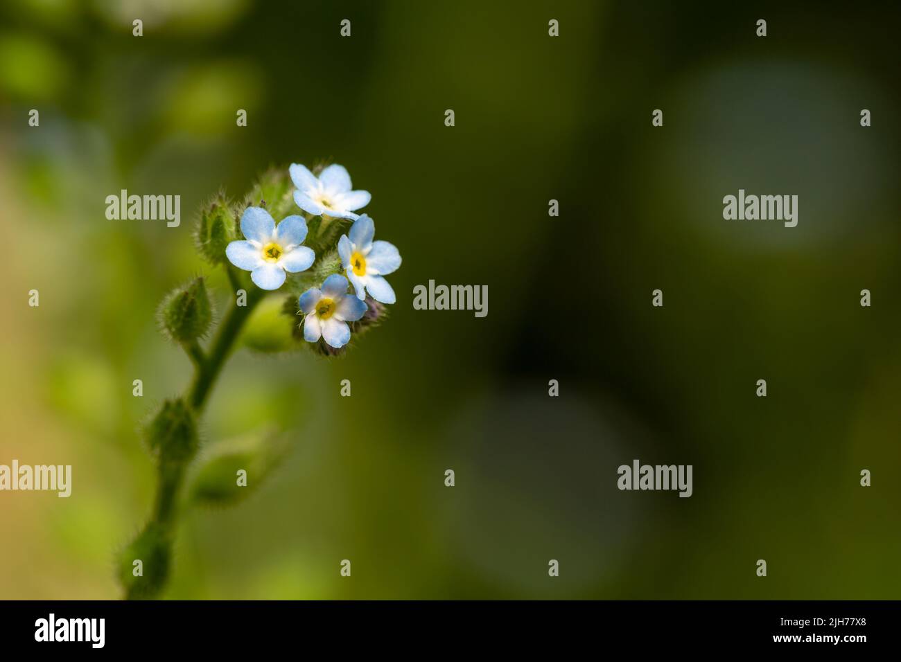Forget-me-not flower / Myosotis sp Stock Photo