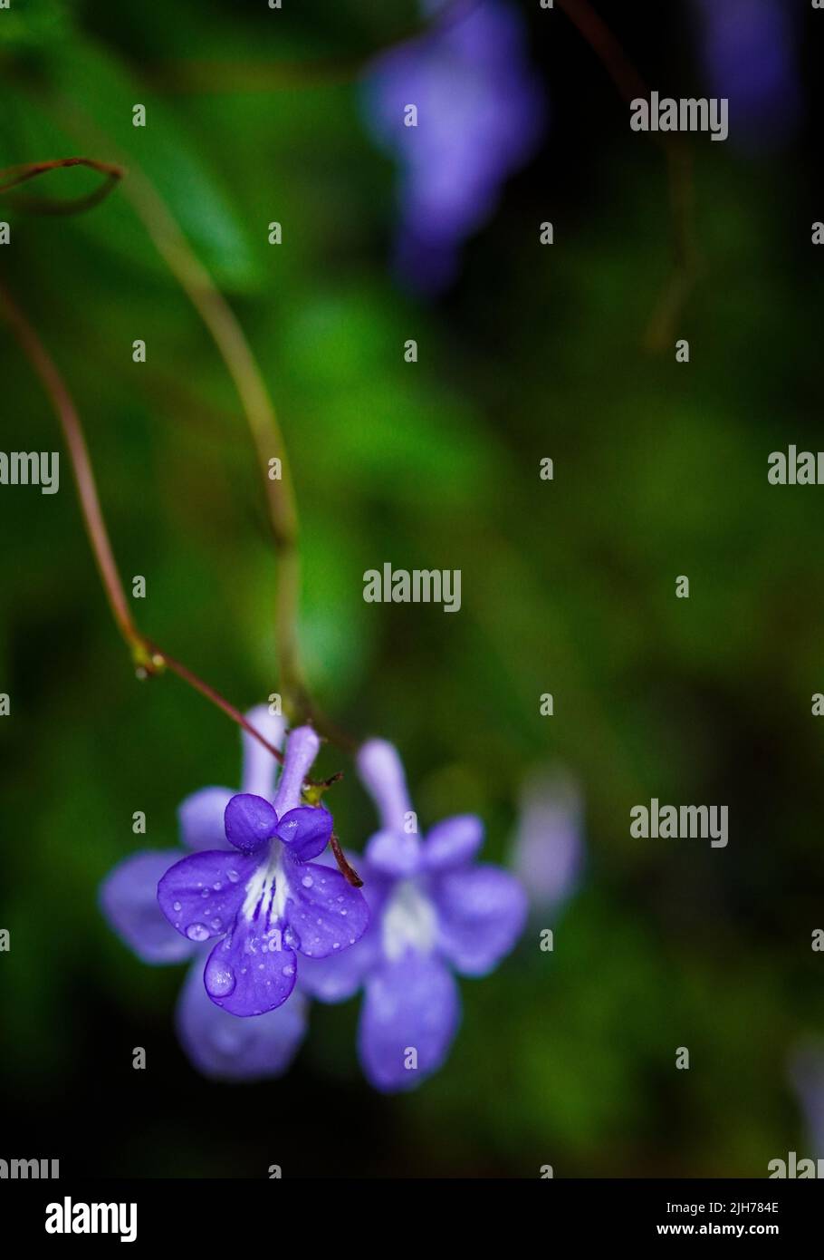 Image of purple flower, known as Melastomes, with blurry background and focus on the beautiful petals. Stock Photo