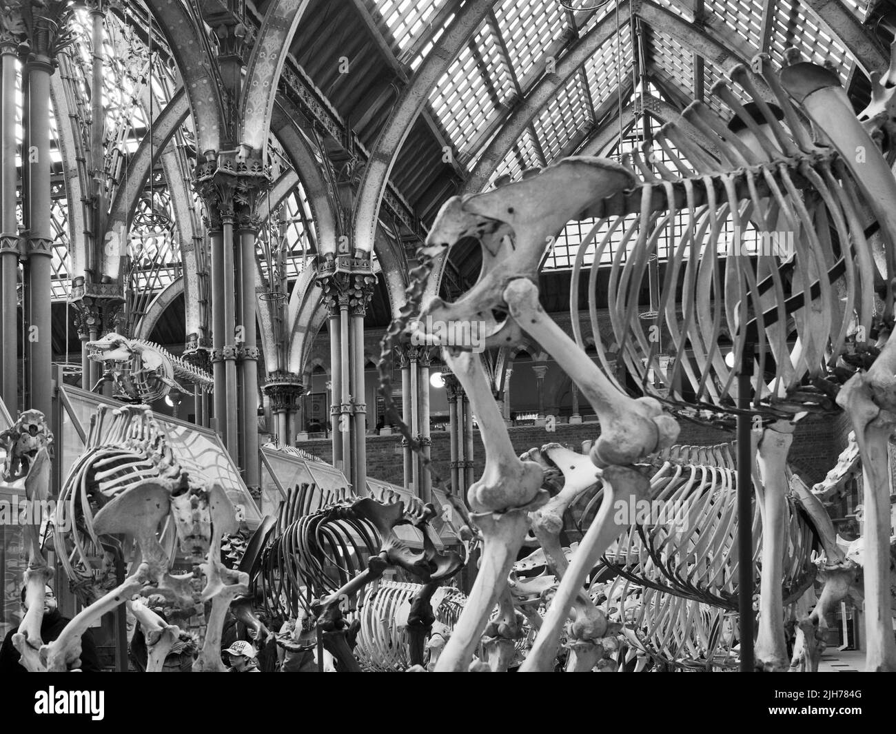 Museum Of Natural History Oxford Stock Photo Alamy museum-of-natural-history-oxford-stock-photo-alamy