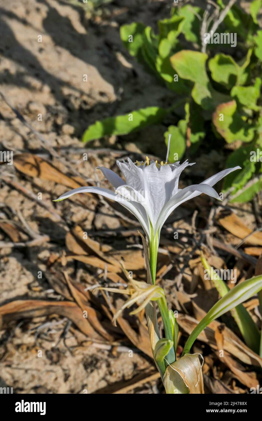 Sand lily or Sea daffodil closeup view. Pancratium maritimum, wild plant blooming, white flower, sandy beach background. Sea pancratium lily. Stock Photo
