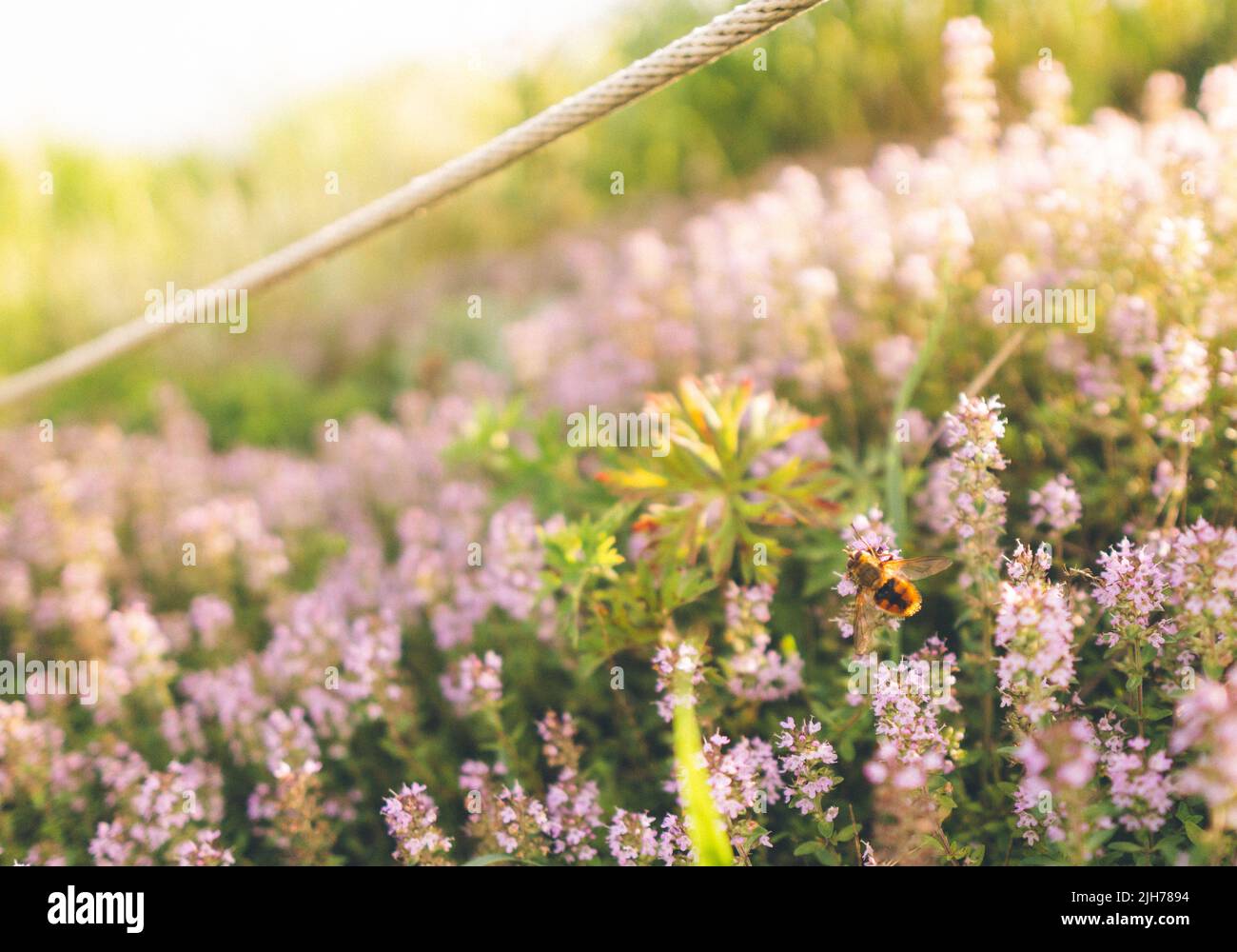 a bee perched on a lavender flower in a garden. The photo focus at the bee on the foreground and the background is blurry. Stock Photo