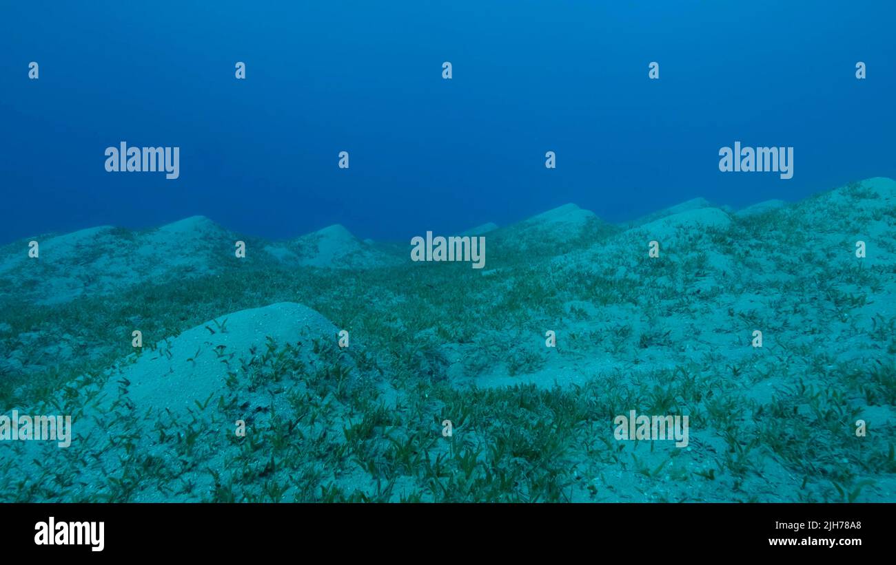 Sangy seabed covered with green seagrass. Underwater landscape with Halophila seagrass. Red sea, Egypt Stock Photo