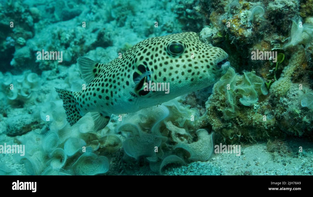 Close-up of Pufferfish swims near coral reef. Blackspotted Puffer (Arothron stellatus), Red sea, Egypt Stock Photo