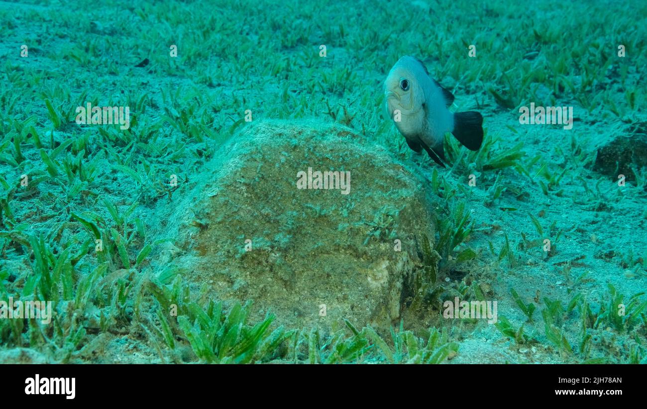 Damsel Damsel guards the eggs on the stone. Breeding period. Domino Damsel (Dascyllus trimaculatus). Mating season of Damsel fish. Red sea, Egypt Stock Photo