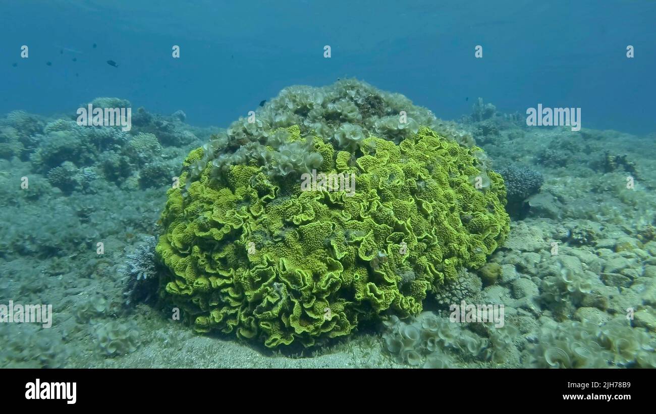 Turbinaria algae hi-res stock photography and images - Alamy