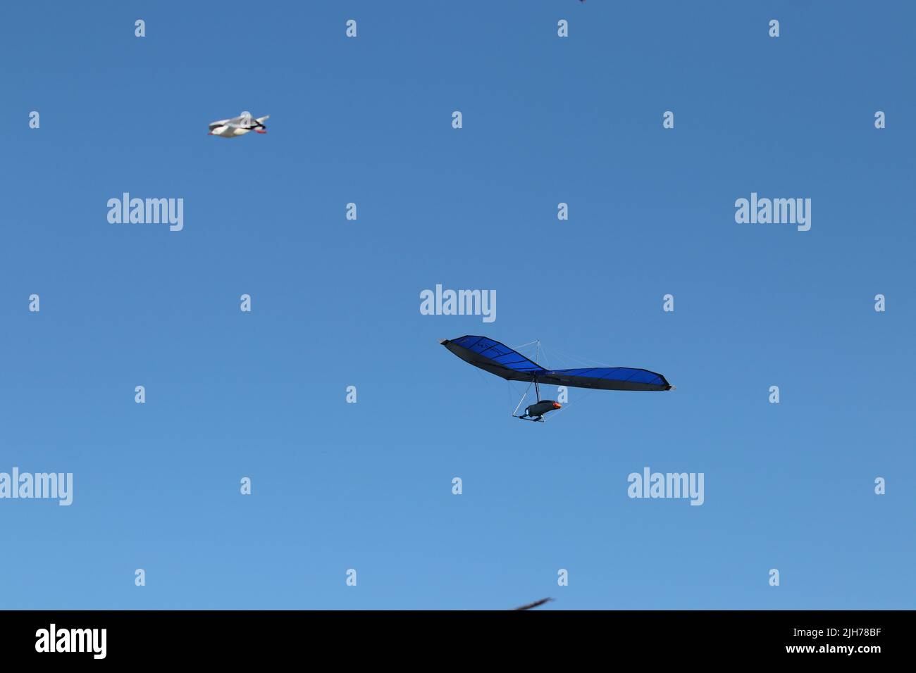 Hang glider in flight with seagulls Stock Photo