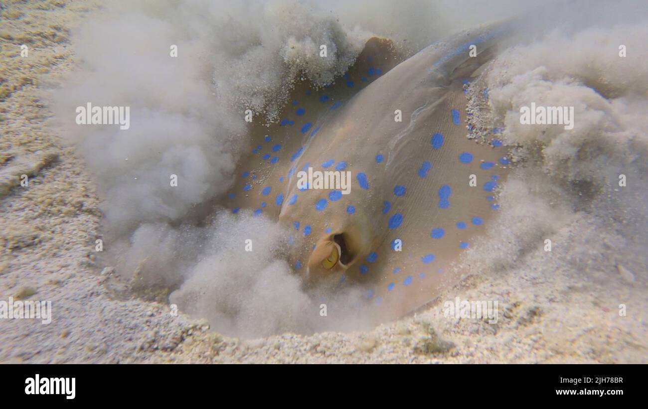 Stingray actively digs sandy bottom in search of food. Blue-spotted Stingray (Taeniura lymma). Underwater life in the ocean. Red sea, Egypt Stock Photo