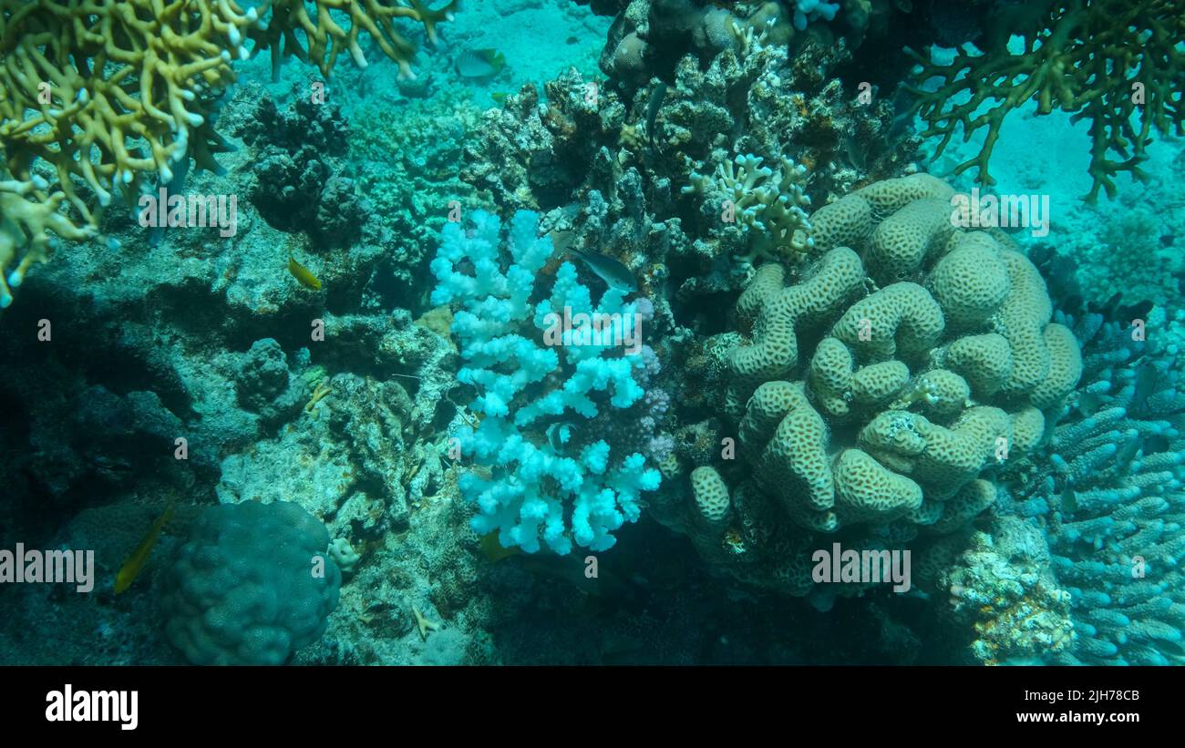 Bleaching and death of corals from excessive seawater heating due to climate change and global warming. Decolored corals in the Red Se, Egypt Stock Photo