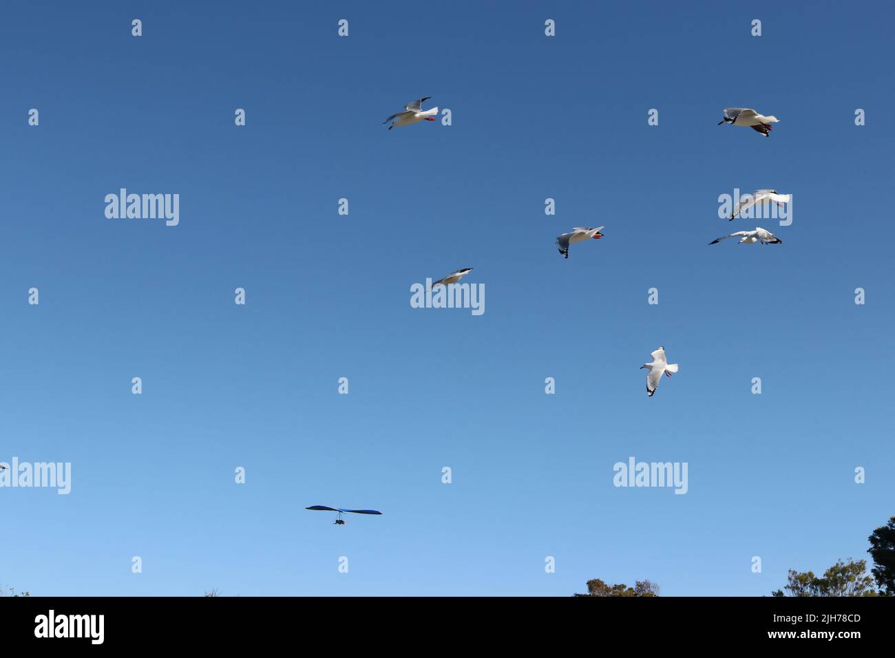 Hang glider in flight with seagulls Stock Photo