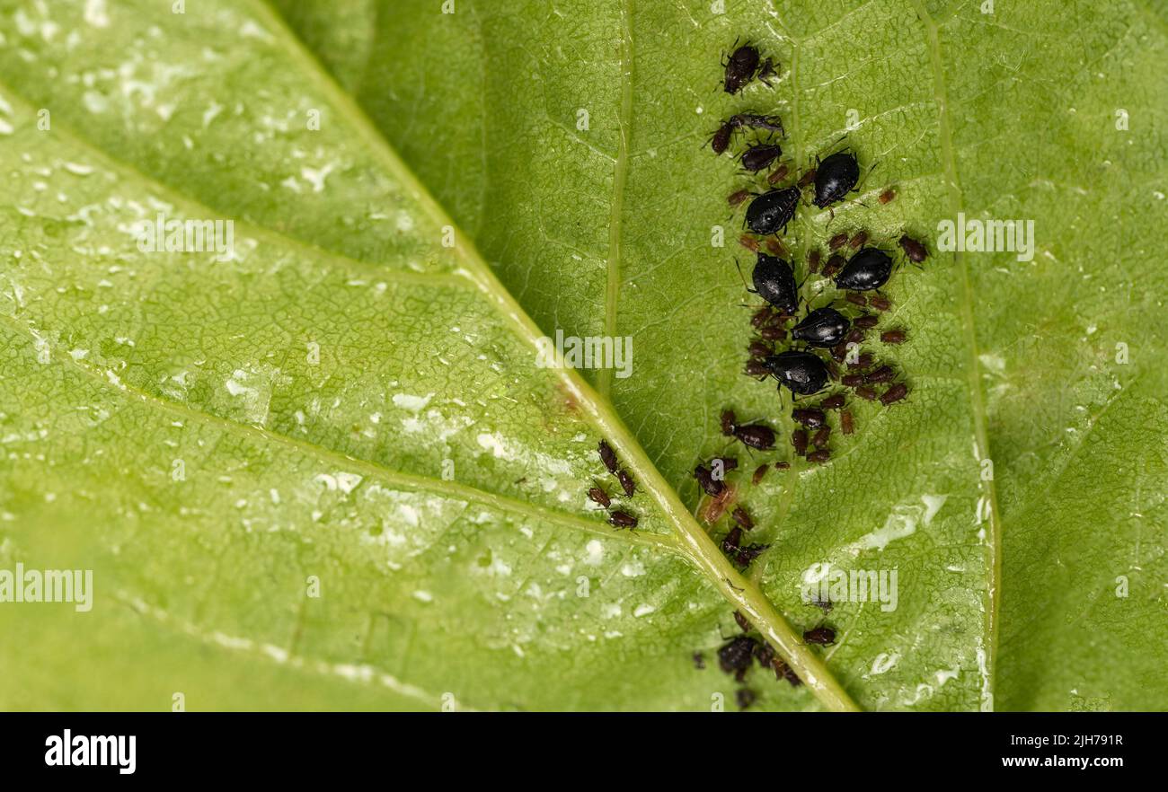 Aphids on leaves. Little black insects that suck the sap of plants