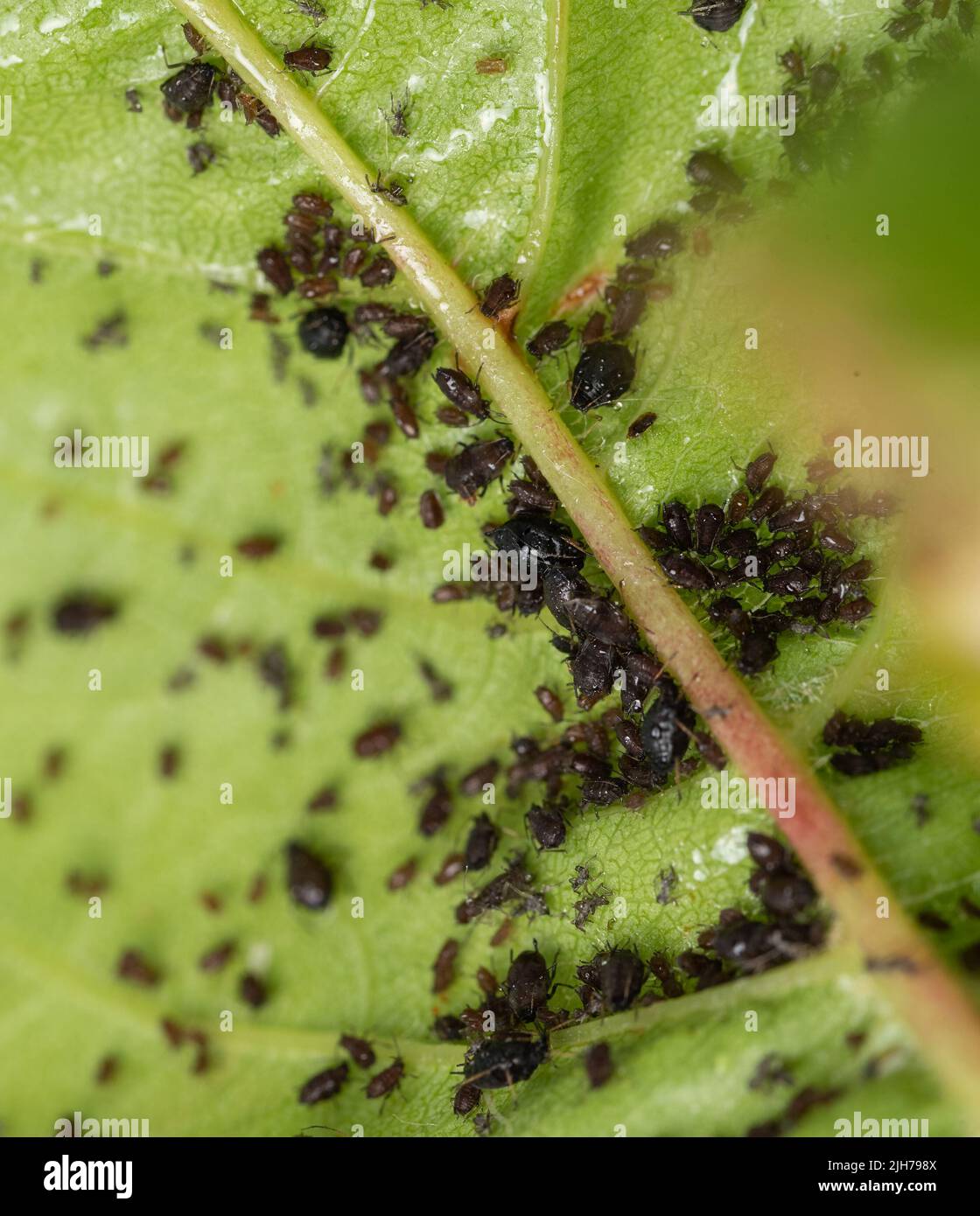 Aphids on leaves. Little black insects that suck the sap of plants