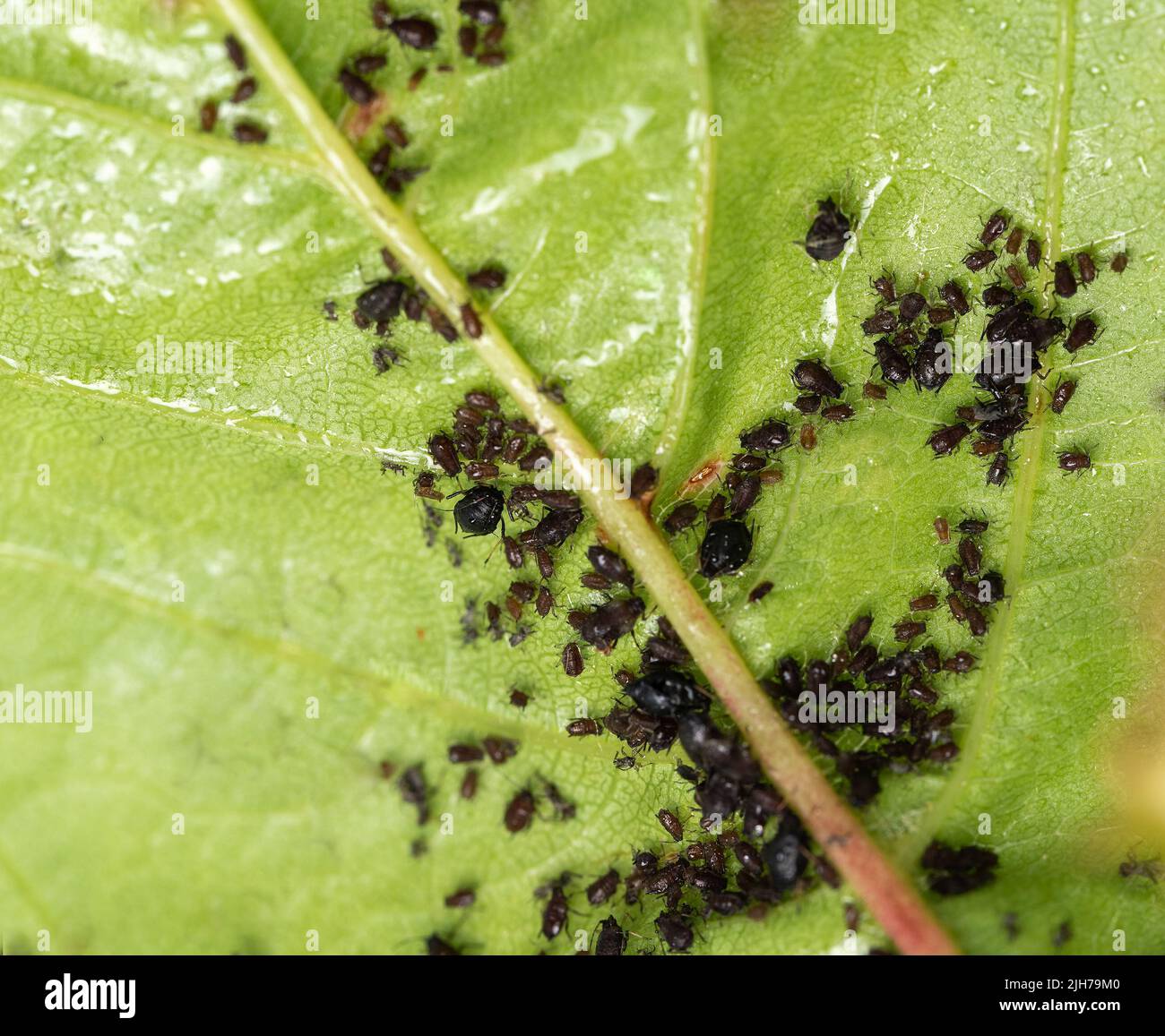Aphids on leaves. Little black insects that suck the sap of plants
