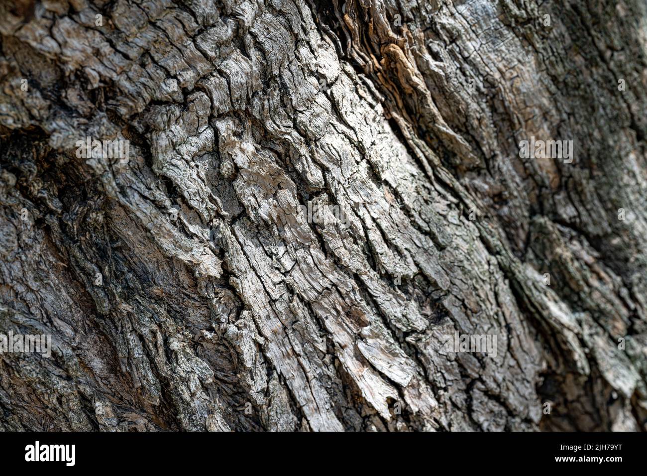 Elm tree bark hi-res stock photography and images - Alamy