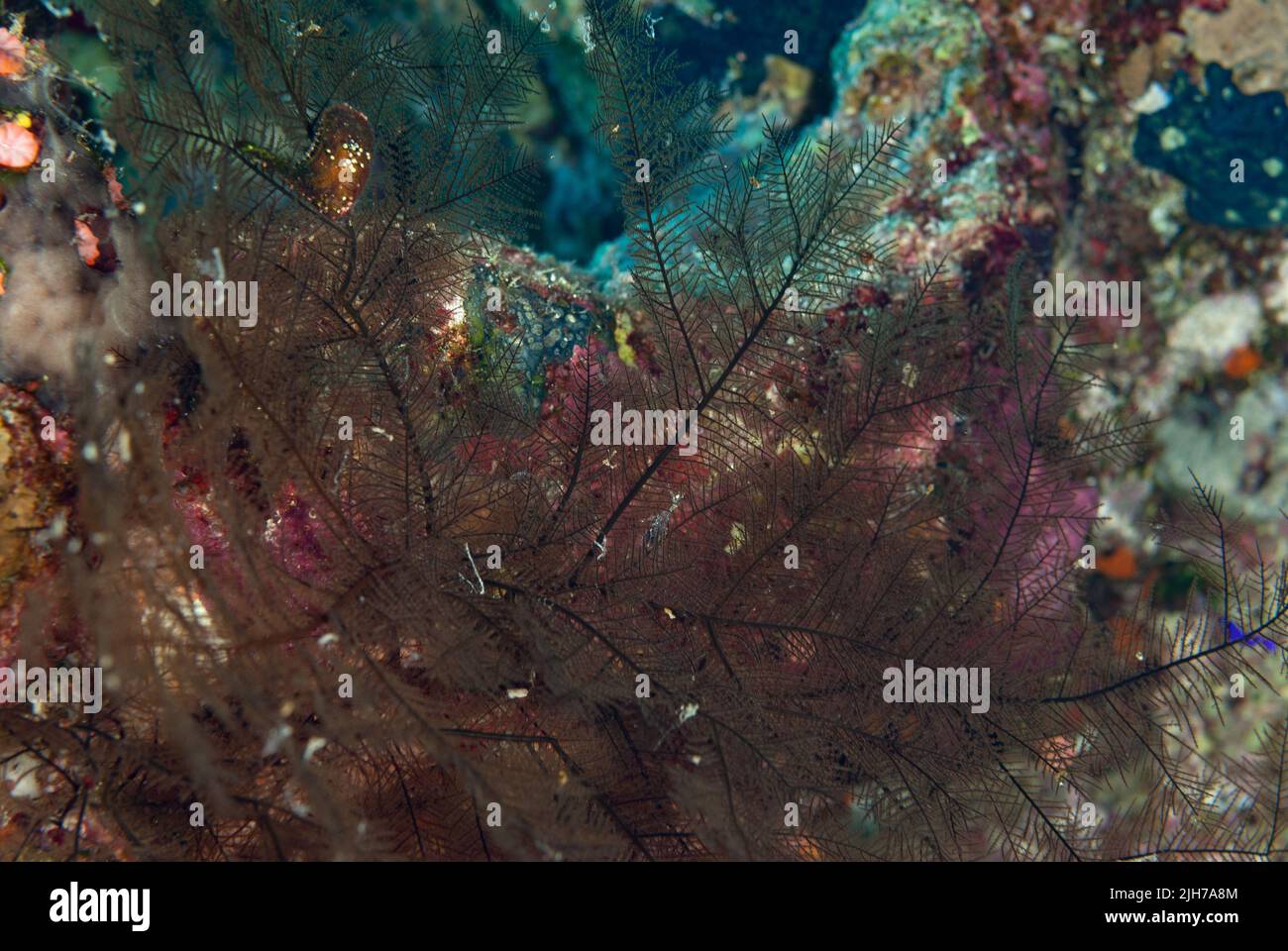 Hydrozoan polyp colony, Sharm el Sheikh Red Sea, Egypt Stock Photo