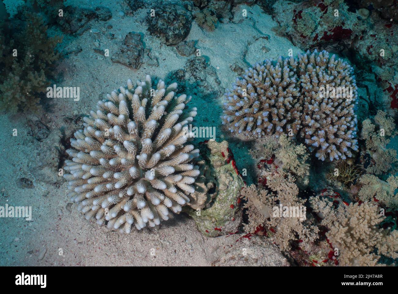 Stony corals, Acropora humilis (left) and Acropora hemprichii (right), Acroporidae,  Sharm el Sheikh Red Sea, Egypt Stock Photo