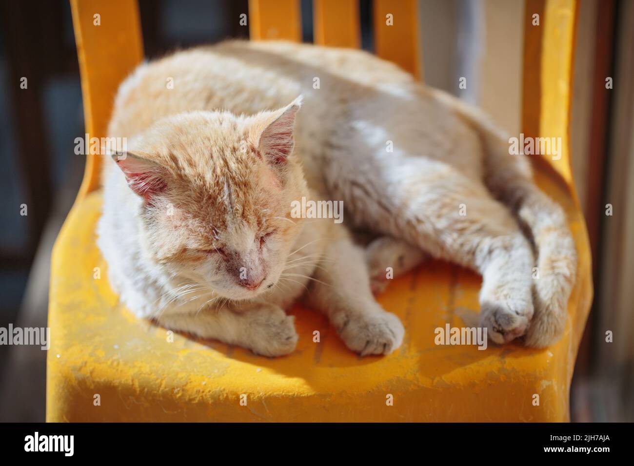 Red stray cat sleeps on a chair outdoors Stock Photo Alamy