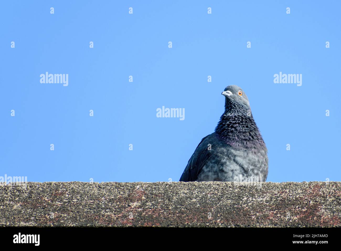 Pigeons sitting on the ledge of roof wall - Pigeons neck feather shines purple and green in the light of the sun Stock Photo