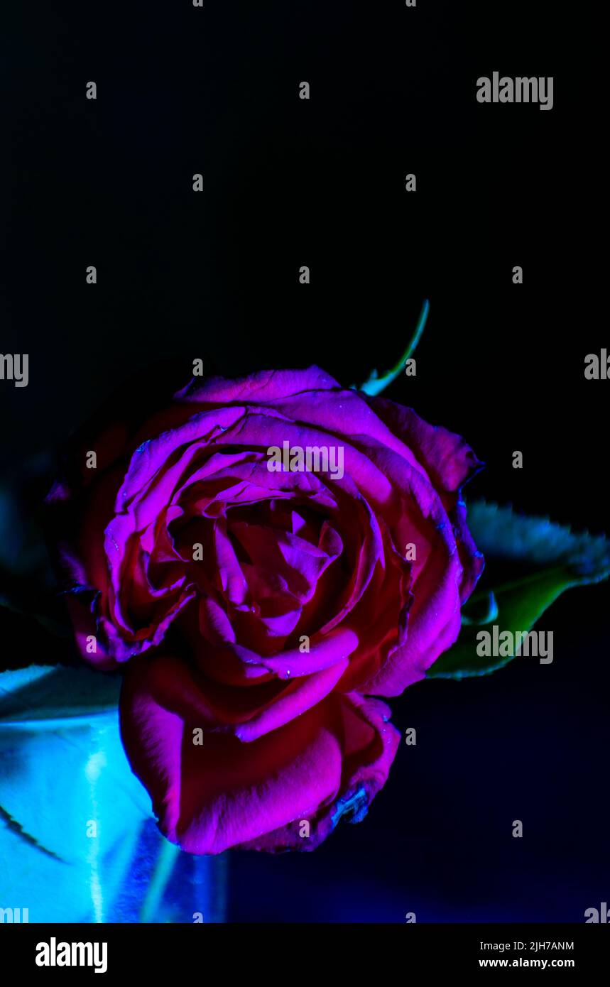 Red rose in full bloom with green leaves in a glass vase in blue light isolated on blue blur background studio photography Stock Photo