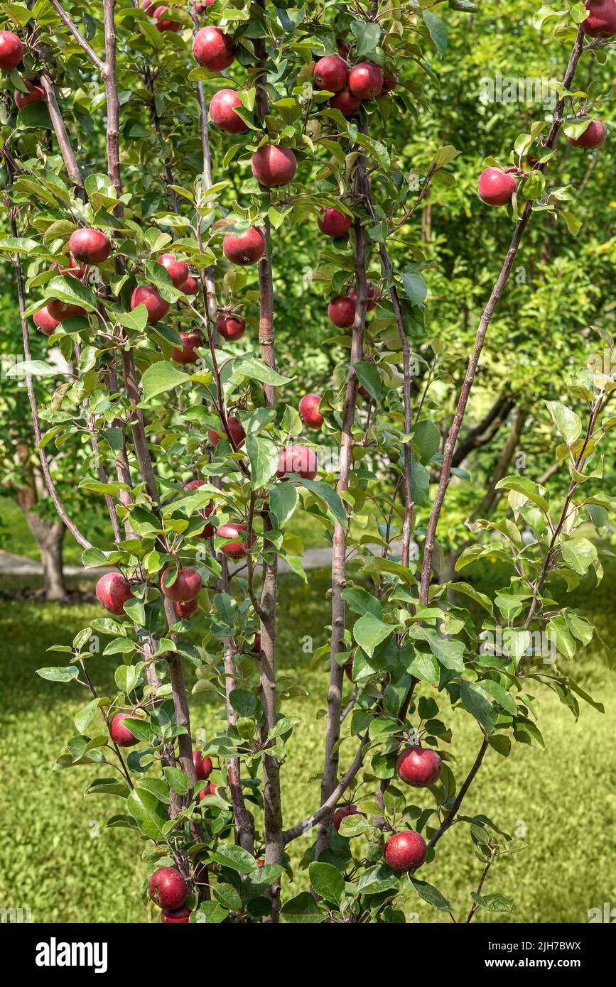 Apple tree with plenty of bright red apples growing on branches. Cultivated red-flesh apple variety. Green grass and orchard garden at background. Fru Stock Photo