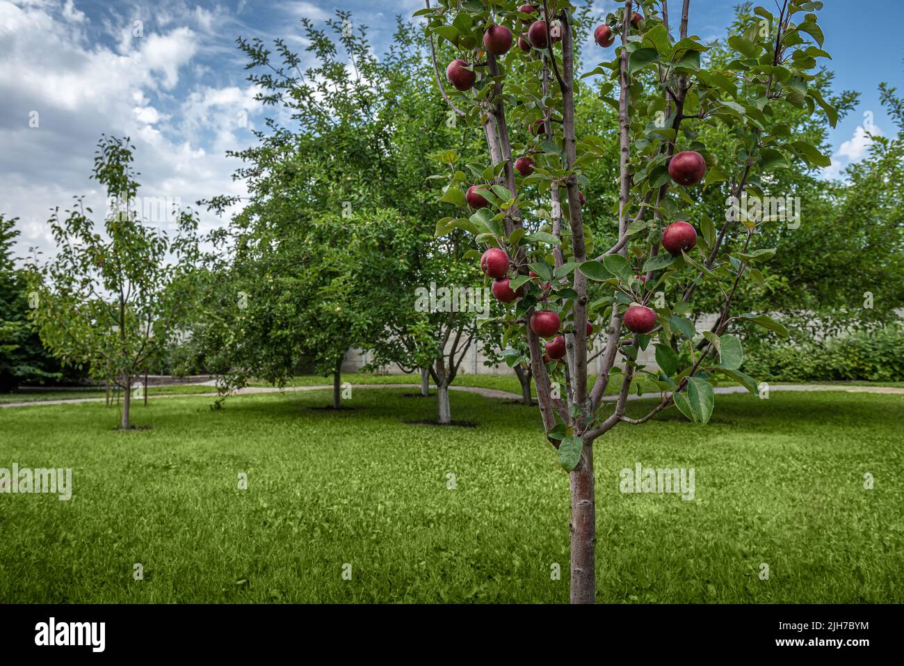 Bright red apples growing on branches of redflesh apple tree variety. Green grass, orchard