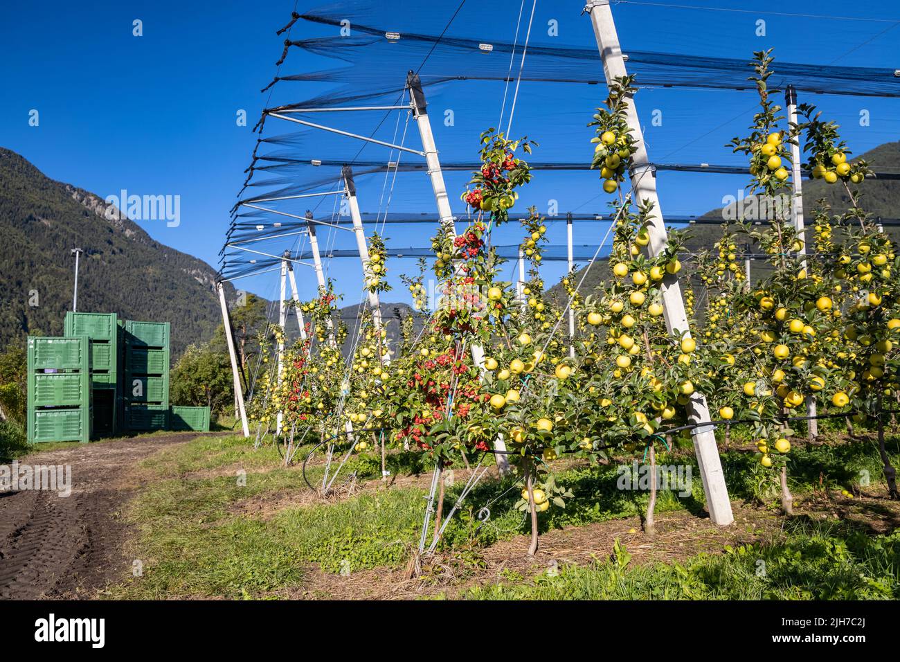 Apple orchard in Aica, South Tyrol, Italy Stock Photo Alamy