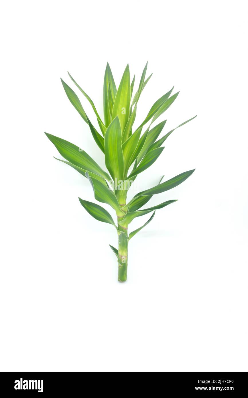 Dracaena fragrans stem cutting and leaves isolated on white background. Tropical ornamental plant greenery for bouquet and flower arrangement. Stock Photo