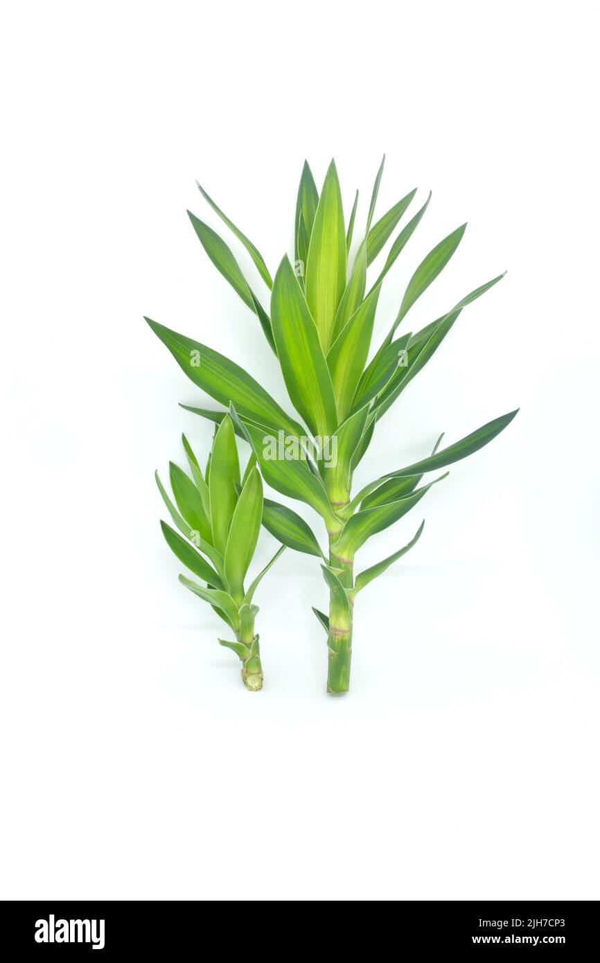 Dracaena fragrans stem cutting and leaves isolated on white background. Tropical ornamental plant greenery for bouquet and flower arrangement. Stock Photo