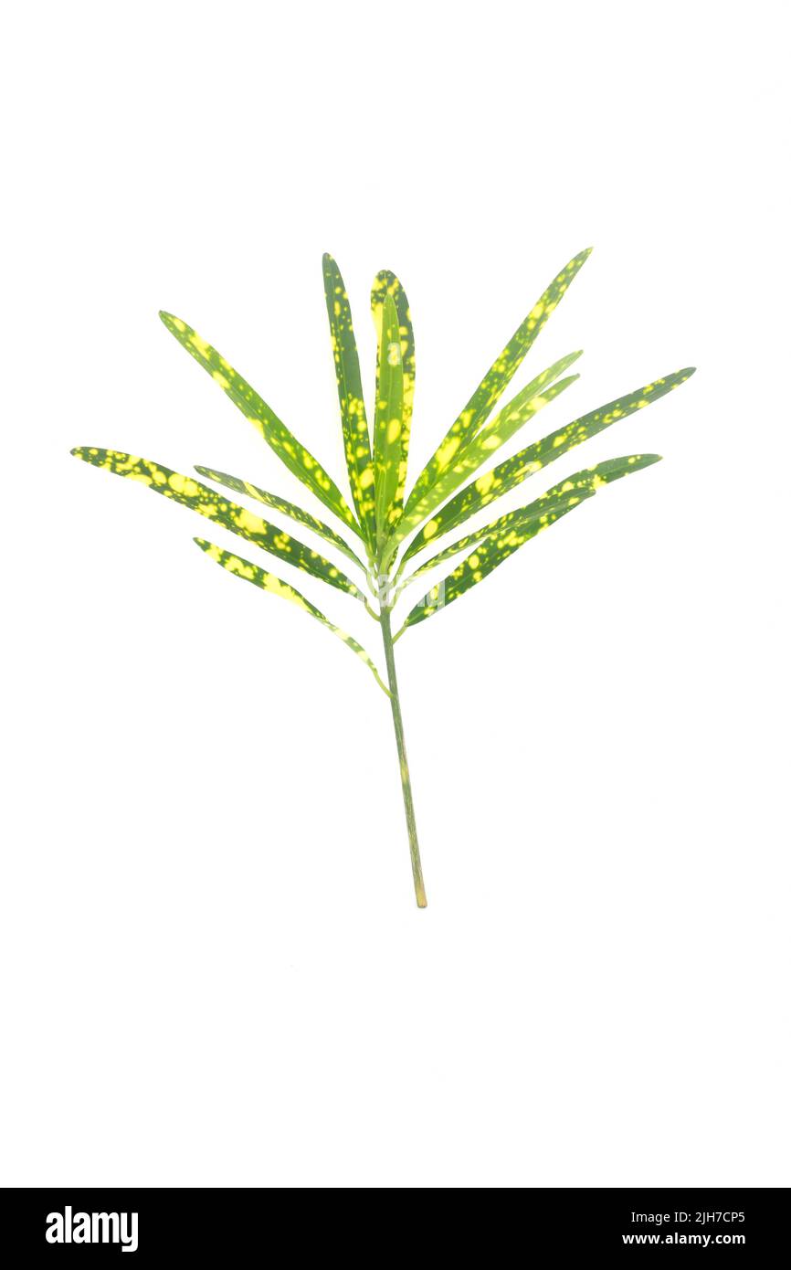 Yellow and green gold dust croton stem cutting and leaves isolated on