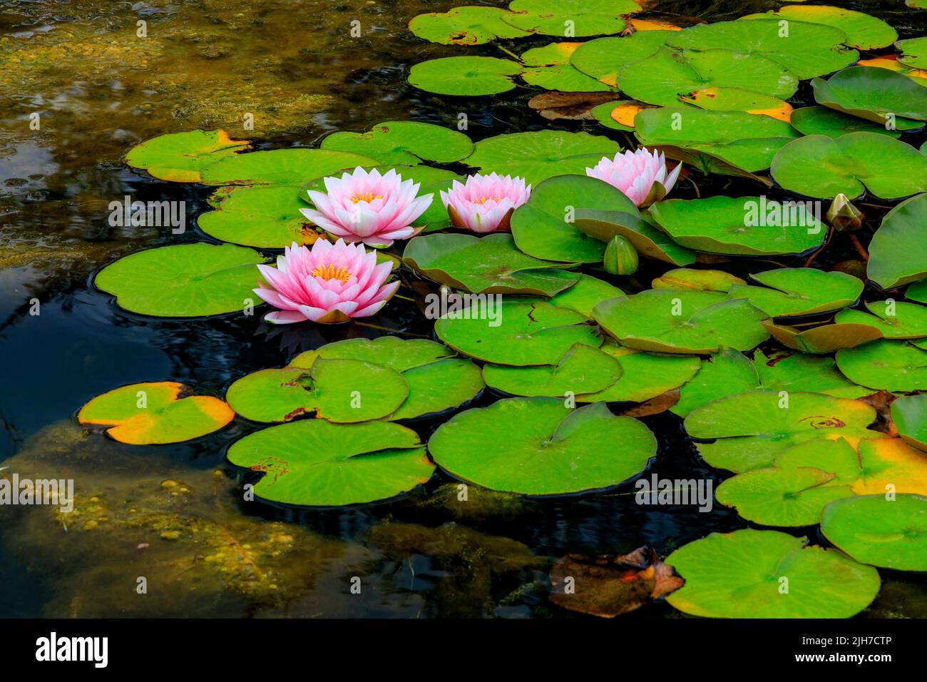 Colourful water lilies in an ornamental pond on The Great Lawn in the