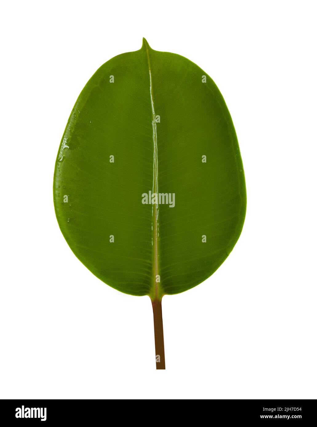 Summer tropical leaf isolated on white background Stock Photo - Alamy