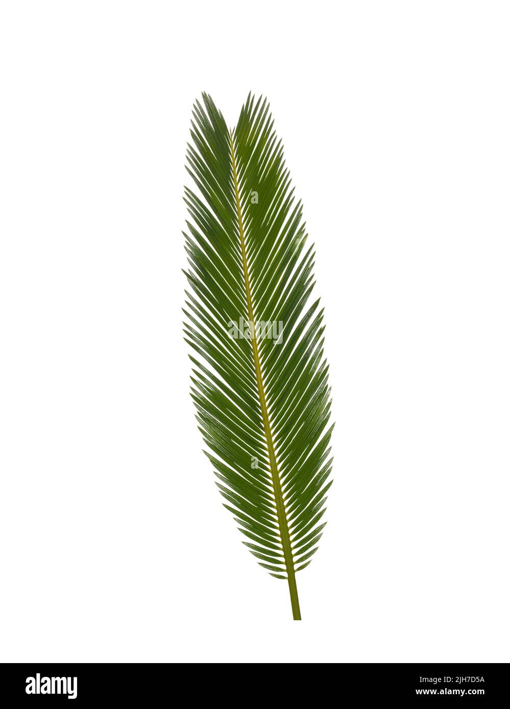 Green leaves of palm tree isolated on white background Stock Photo - Alamy