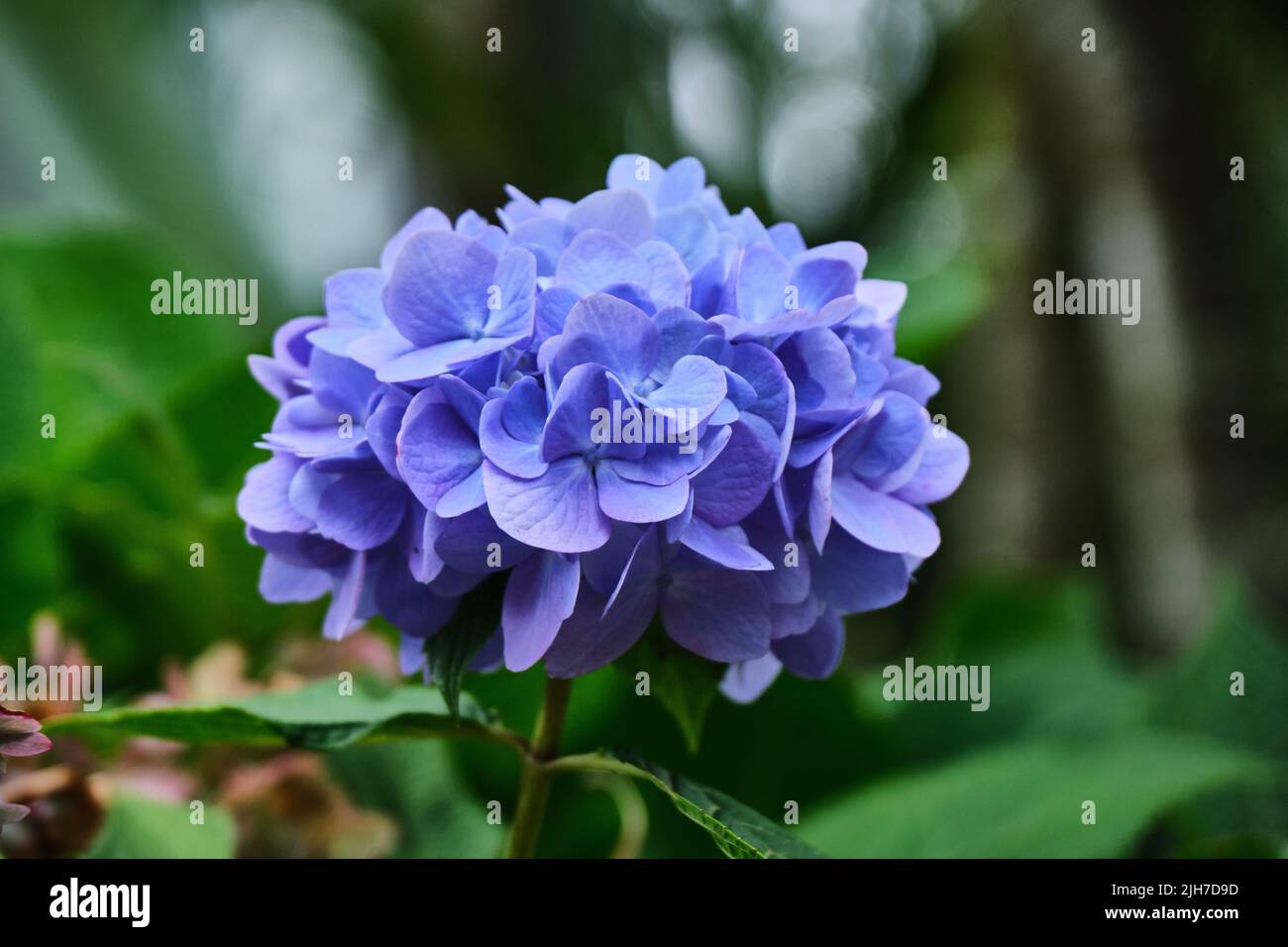 Beautiful flowers of Sikkim, India, flowering plants in Sikkim ...