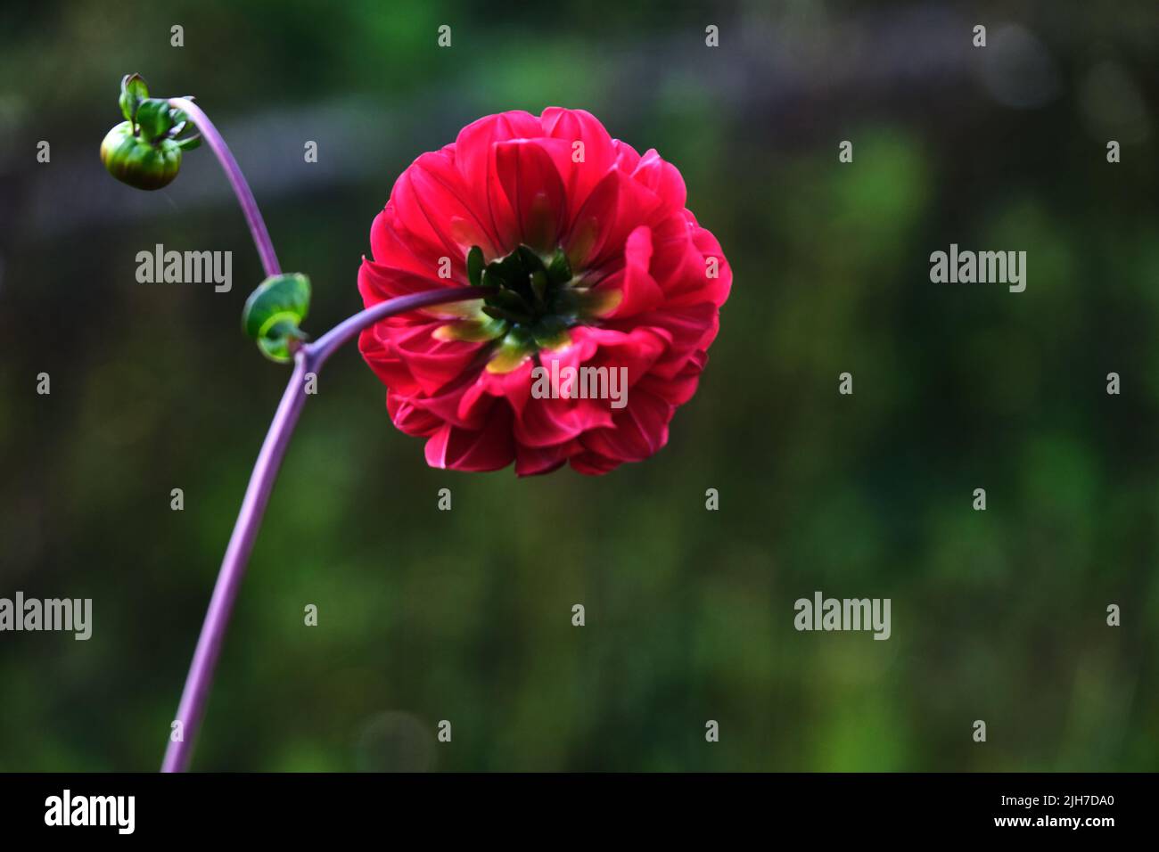 Beautiful flowers of Sikkim, India, flowering plants in Sikkim, Selective focus. Stock Photo
