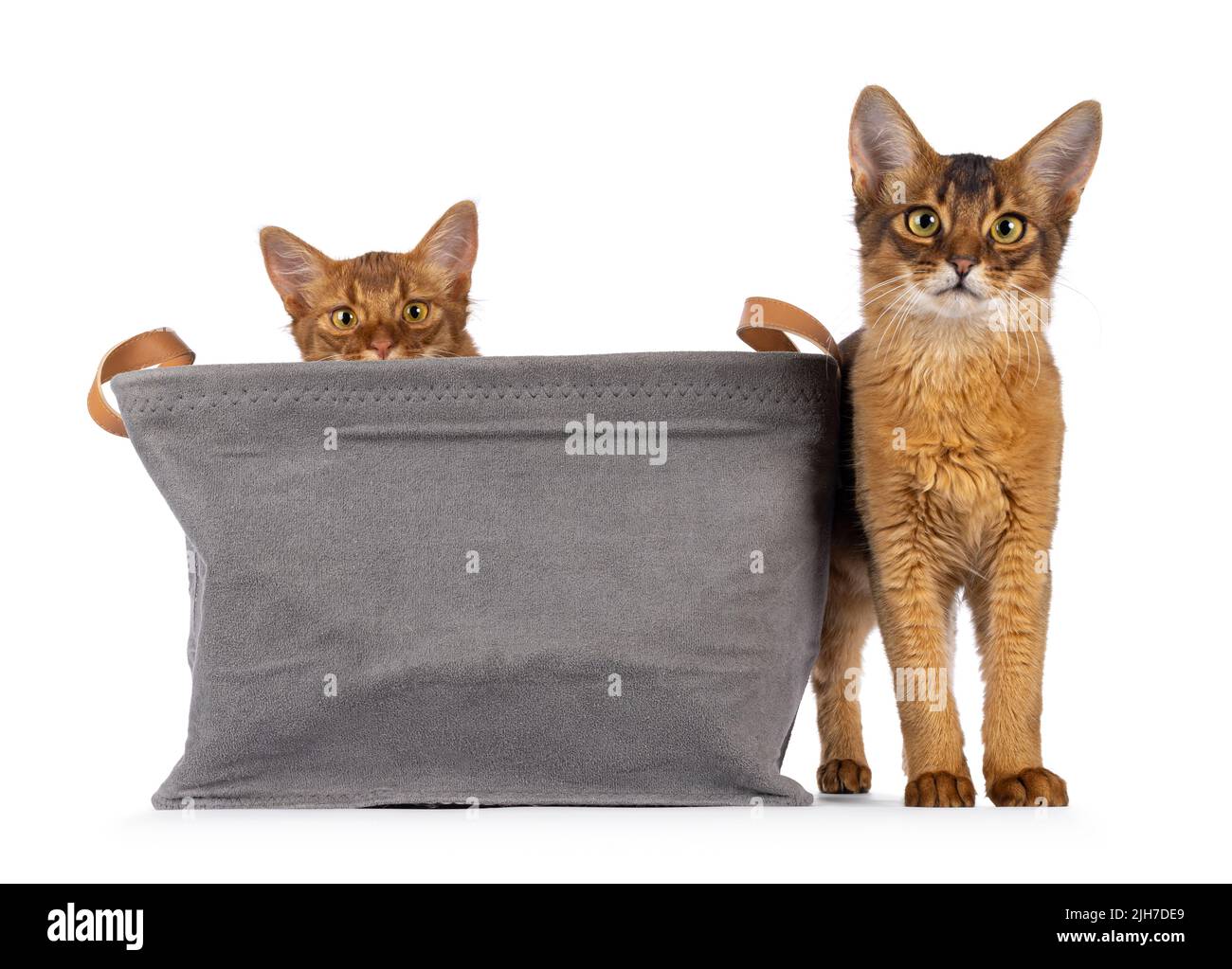 Ruddy and sorrel Somali cat kittens, sitting in and standing beside grey basket. Looking towards camera. Isolated on a white background. Stock Photo