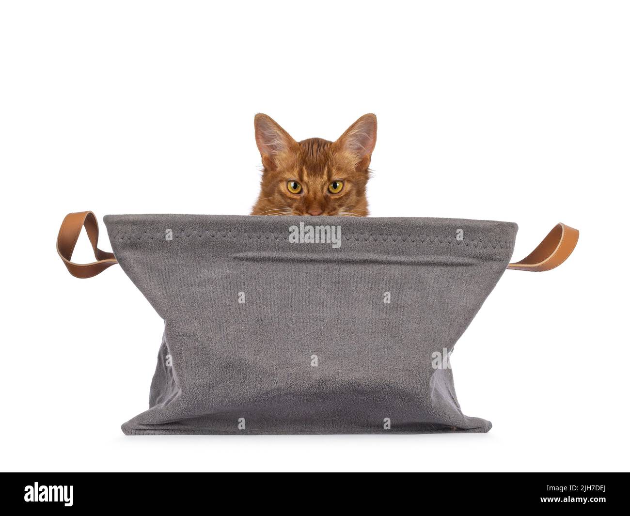 Sorrel Somali cat kitten, sitting in gray basket. Looking just over edge towards camera. Isolated on a white background. Stock Photo