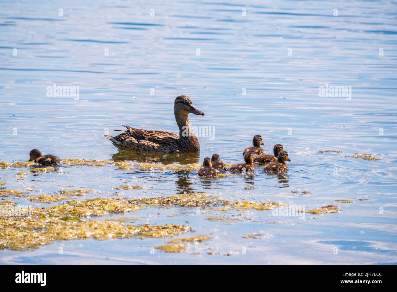 A family of ducks, a duck and its little ducklings are swimming in the