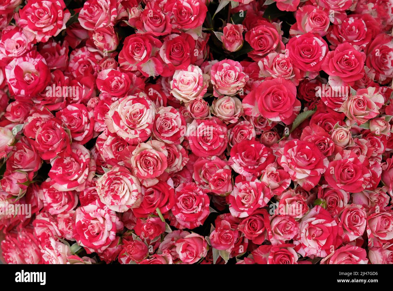 Bicolor rose hi-res stock photography and images - Alamy