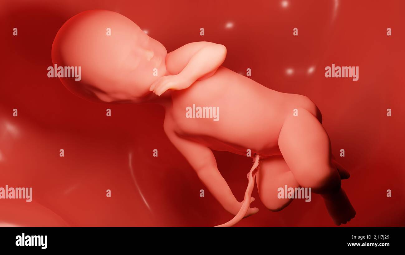 3d rendered medically accurate illustration of a Human fetus inside the womb, Baby Stock Photo