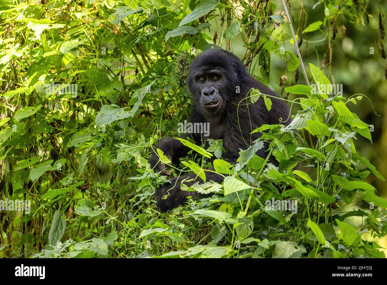 Adult female gorilla, Gorilla beringei beringei, in the lush foliage of the Bwindi Impenetrable forest, Uganda. A member of the Muyambi family, a habi Stock Photo