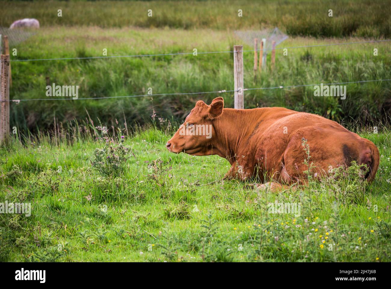 Brown cow sitting in a green grass landscape in the heart of the Lake District Stock Photo