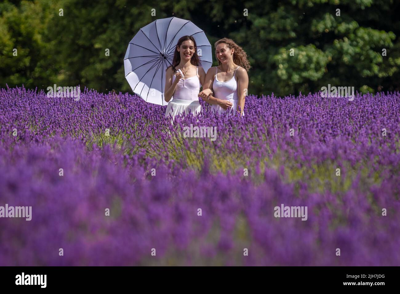 Banstead, Surrey, UK. 16th July, 2022. UK Weather: Rebecca and Annelise enjoy the vivid rows of organic lavender currently in full bloom on Mayfield Lavender Farm during the on-going UK heatwave with temperatures expected to reach 39C in the coming days. Credit: Guy Corbishley/Alamy Live News Stock Photo