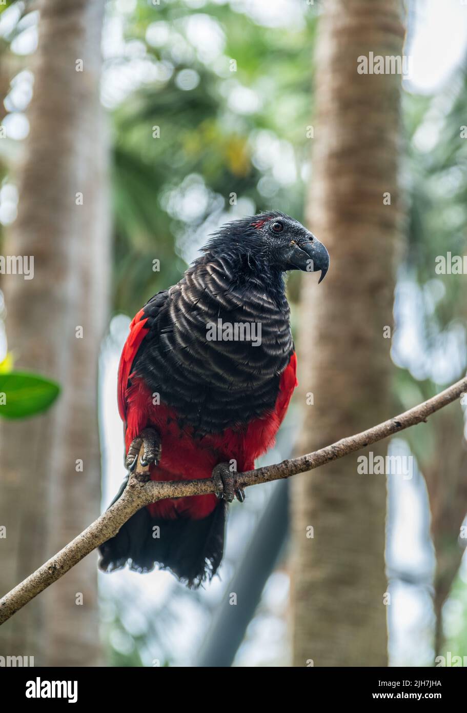 Dracula parrot hires stock photography and images Alamy